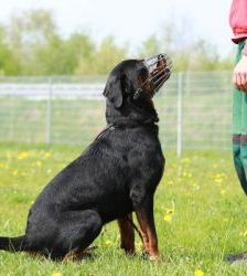 Findus – Rottweiler, Männchen, 6 Jahre, 13057 Berlin – Foto 6