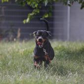 Findus – Rottweiler, Männchen, 6 Jahre, 13057 Berlin – Foto 7