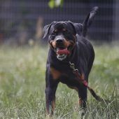 Findus – Rottweiler, Männchen, 6 Jahre, 13057 Berlin – Foto 8