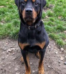 Findus – Rottweiler, Männchen, 6 Jahre, 13057 Berlin – Foto 9