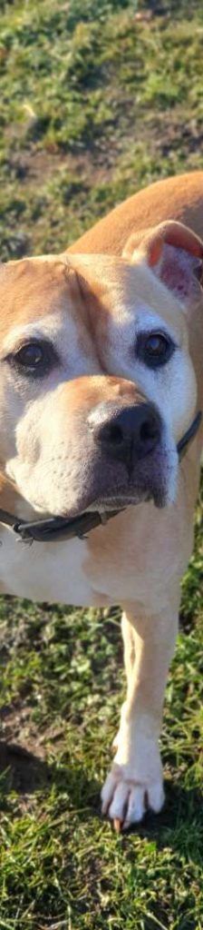 Rudi – Staffordshire Terrier Mix, Männchen, 9 Jahre 3 Monate, 13057 Berlin – Foto 1