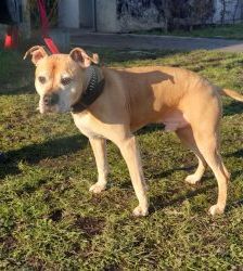 Rudi – Staffordshire Terrier Mix, Männchen, 9 Jahre 3 Monate, 13057 Berlin – Foto 2