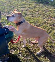 Rudi – Staffordshire Terrier Mix, Männchen, 9 Jahre 3 Monate, 13057 Berlin – Foto 3