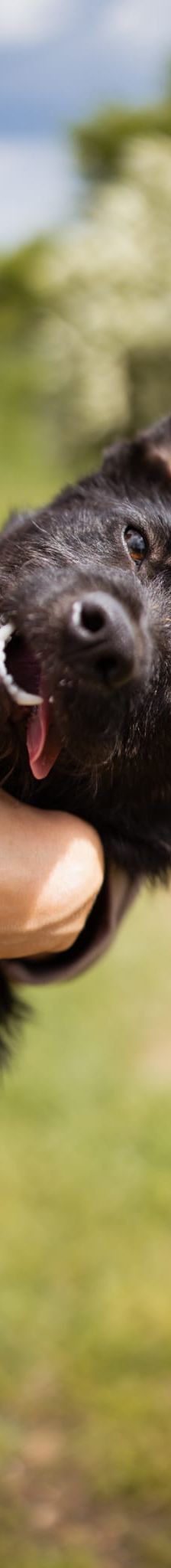 Maxima – Hund, Unbekannt, Alter unbekannt, Nordic Strays e.V. – Foto 3