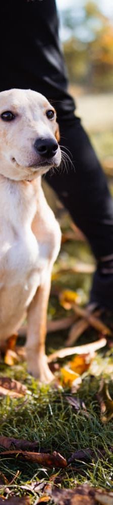 Maxima – Hund, Unbekannt, Alter unbekannt, Nordic Strays e.V. – Foto 6