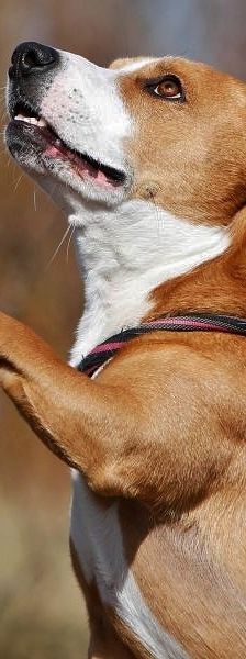 Baily – Labrador-Jack Russel Terrier-Mix, Männchen, 9 Jahre 8 Monate, 13057 Berlin – Foto 1