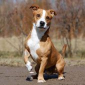 Baily – Labrador-Jack Russel Terrier-Mix, Männchen, 9 Jahre 8 Monate, 13057 Berlin – Foto 2