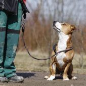 Baily – Labrador-Jack Russel Terrier-Mix, Männchen, 9 Jahre 8 Monate, 13057 Berlin – Foto 3