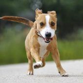 Baily – Labrador-Jack Russel Terrier-Mix, Männchen, 9 Jahre 8 Monate, 13057 Berlin – Foto 4