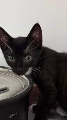 Mochi – Katze, Weibchen, Alter unbekannt, 39576 Stendal – Foto 1