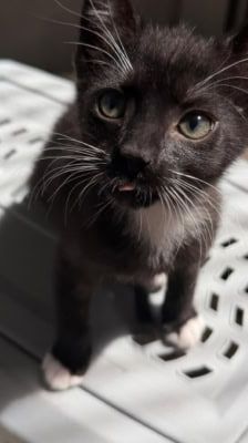 Mochi – Katze, Weibchen, Alter unbekannt, 39576 Stendal – Foto 2
