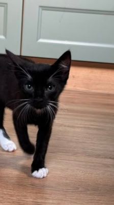 Mochi – Katze, Weibchen, Alter unbekannt, 39576 Stendal – Foto 3