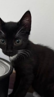 Mochi – Katze, Weibchen, Alter unbekannt, 39576 Stendal – Foto 4
