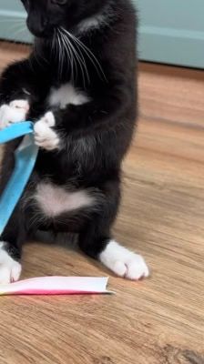 Mochi – Katze, Weibchen, Alter unbekannt, 39576 Stendal – Foto 5