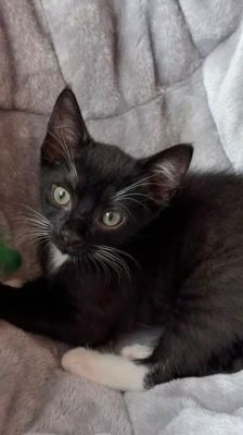 Mochi – Katze, Weibchen, Alter unbekannt, 39576 Stendal – Foto 6