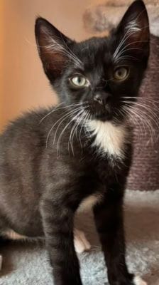Mochi – Katze, Weibchen, Alter unbekannt, 39576 Stendal – Foto 7
