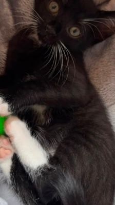 Mochi – Katze, Weibchen, Alter unbekannt, 39576 Stendal – Foto 8