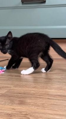 Mochi – Katze, Weibchen, Alter unbekannt, 39576 Stendal – Foto 9