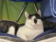 Neo – Europäisch Kurzhaar, Männchen, 5 Jahre, 97525 Schwebheim – Foto 1