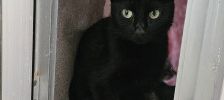 Neo – Europäisch Kurzhaar, Männchen, 5 Jahre, 97525 Schwebheim – Foto 2