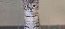 Neo – Europäisch Kurzhaar, Männchen, 5 Jahre, 97525 Schwebheim – Foto 3