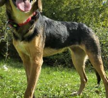 Garica – Mischling, Weibchen, 1 Jahr, Nordic Strays e.V. – Foto 5