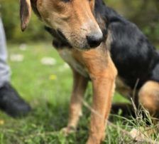 Garica – Mischling, Weibchen, 1 Jahr, Nordic Strays e.V. – Foto 6