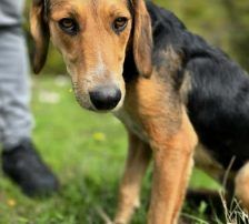 Garica – Mischling, Weibchen, 1 Jahr, Nordic Strays e.V. – Foto 7