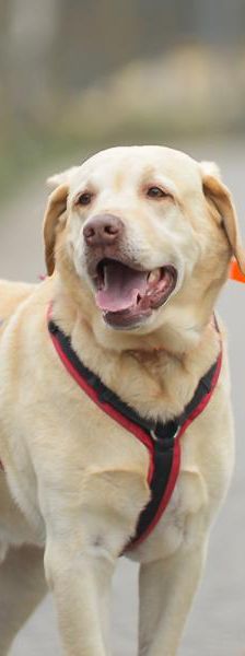 Baron – Labrador, Männchen, 3 Jahre 5 Monate, 45141 Essen – Foto 1