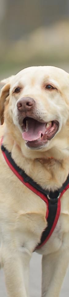 Baron – Labrador, Männchen, 3 Jahre 5 Monate, 45141 Essen – Foto 2