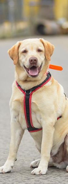 Baron – Labrador, Männchen, 3 Jahre 5 Monate, 45141 Essen – Foto 3