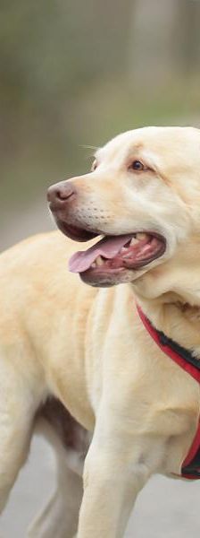 Baron – Labrador, Männchen, 3 Jahre 5 Monate, 45141 Essen – Foto 4