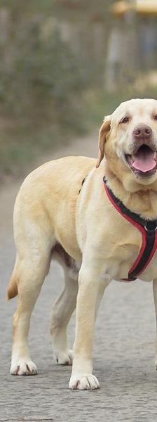 Baron – Labrador, Männchen, 3 Jahre 5 Monate, 45141 Essen – Foto 5