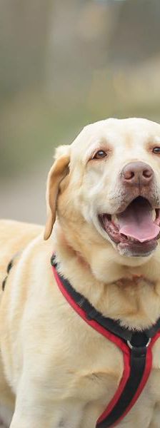 Baron – Labrador, Männchen, 3 Jahre 5 Monate, 45141 Essen – Foto 6