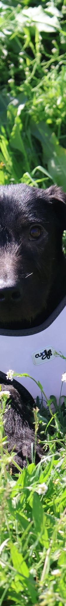 Lucian – Kroatischer Schäferhund Mischling, Männchen, 1 Jahr 7 Monate, Nordic Strays e.V. – Foto 4
