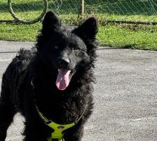 Lucian – Kroatischer Schäferhund Mischling, Männchen, 1 Jahr 7 Monate, Nordic Strays e.V. – Foto 7