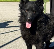 Lucian – Kroatischer Schäferhund Mischling, Männchen, 1 Jahr 7 Monate, Nordic Strays e.V. – Foto 8