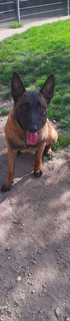 Lio – Malinois, Männchen, 2 Jahre 7 Monate, 13057 Berlin – Foto 1