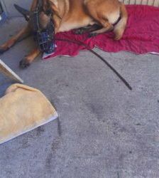 Lio – Malinois, Männchen, 2 Jahre 7 Monate, 13057 Berlin – Foto 2