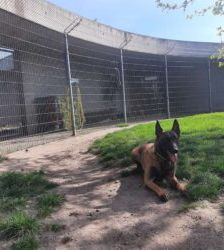 Lio – Malinois, Männchen, 2 Jahre 7 Monate, 13057 Berlin – Foto 3