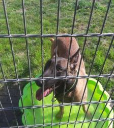 Lio – Malinois, Männchen, 2 Jahre 7 Monate, 13057 Berlin – Foto 4