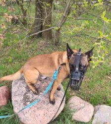 Lio – Malinois, Männchen, 2 Jahre 7 Monate, 13057 Berlin – Foto 5
