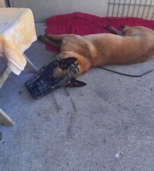 Lio – Malinois, Männchen, 2 Jahre 7 Monate, 13057 Berlin – Foto 6