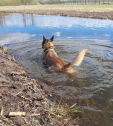 Lio – Malinois, Männchen, 2 Jahre 7 Monate, 13057 Berlin – Foto 7