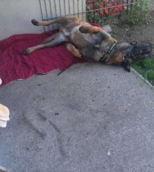 Lio – Malinois, Männchen, 2 Jahre 7 Monate, 13057 Berlin – Foto 8