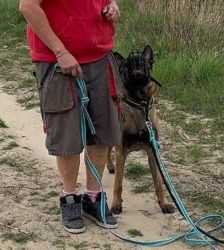 Lio – Malinois, Männchen, 2 Jahre 7 Monate, 13057 Berlin – Foto 9