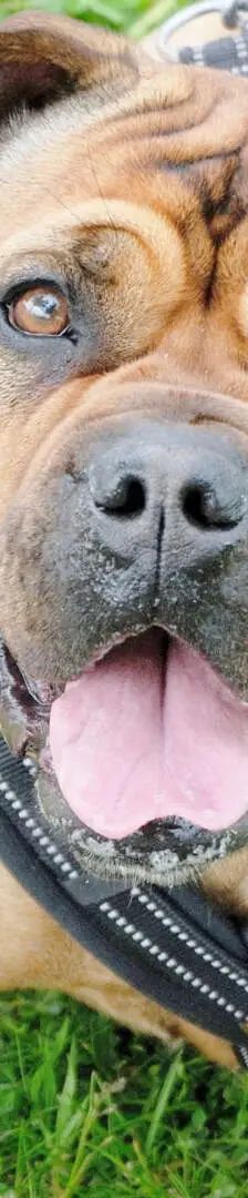 Edda – Bulldoggen-Mix, Weibchen, 4 Monate, 13057 Berlin – Foto 1