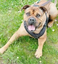 Edda – Bulldoggen-Mix, Weibchen, 4 Monate, 13057 Berlin – Foto 2