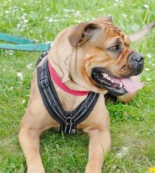 Edda – Bulldoggen-Mix, Weibchen, 4 Monate, 13057 Berlin – Foto 3