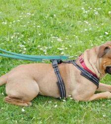 Edda – Bulldoggen-Mix, Weibchen, 4 Monate, 13057 Berlin – Foto 4